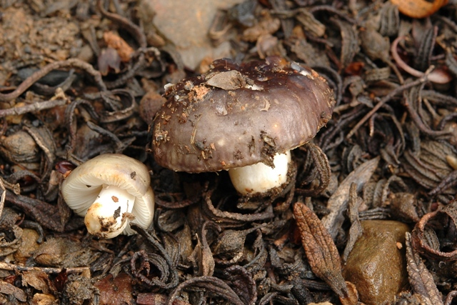 La Russula pi piccola che abbia mai visto.